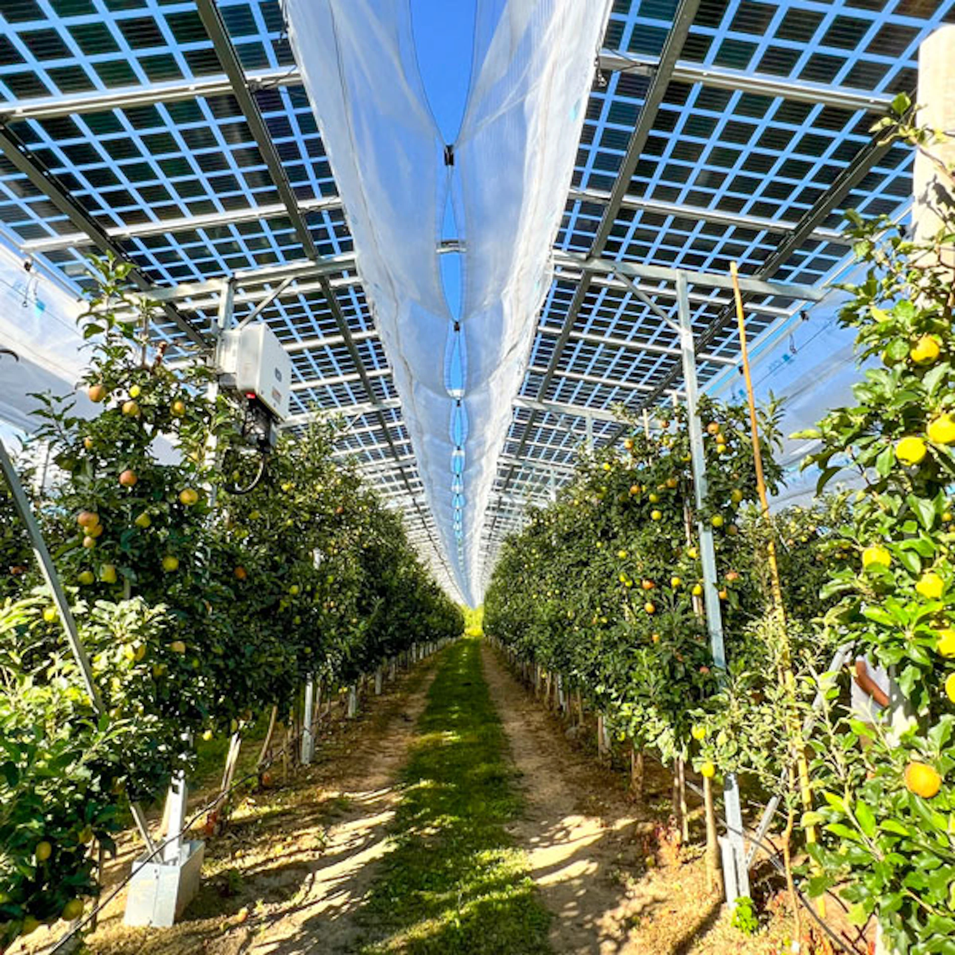 Agri PV-Anlage angebracht über einer Apfelplantage