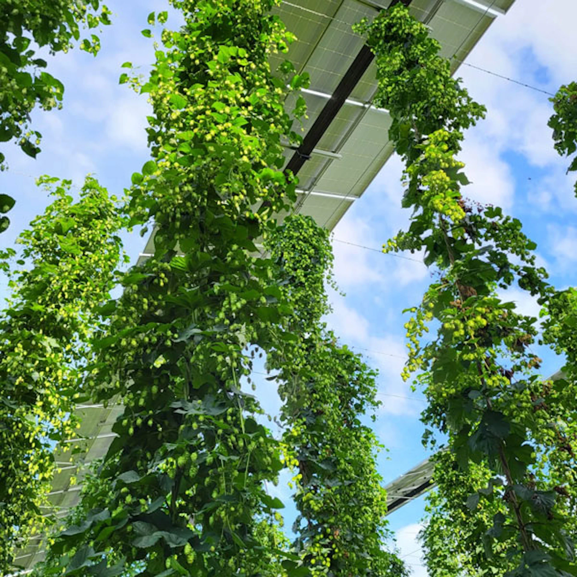 Agri-PV-Anlage angebracht über einem Hopfenfeld