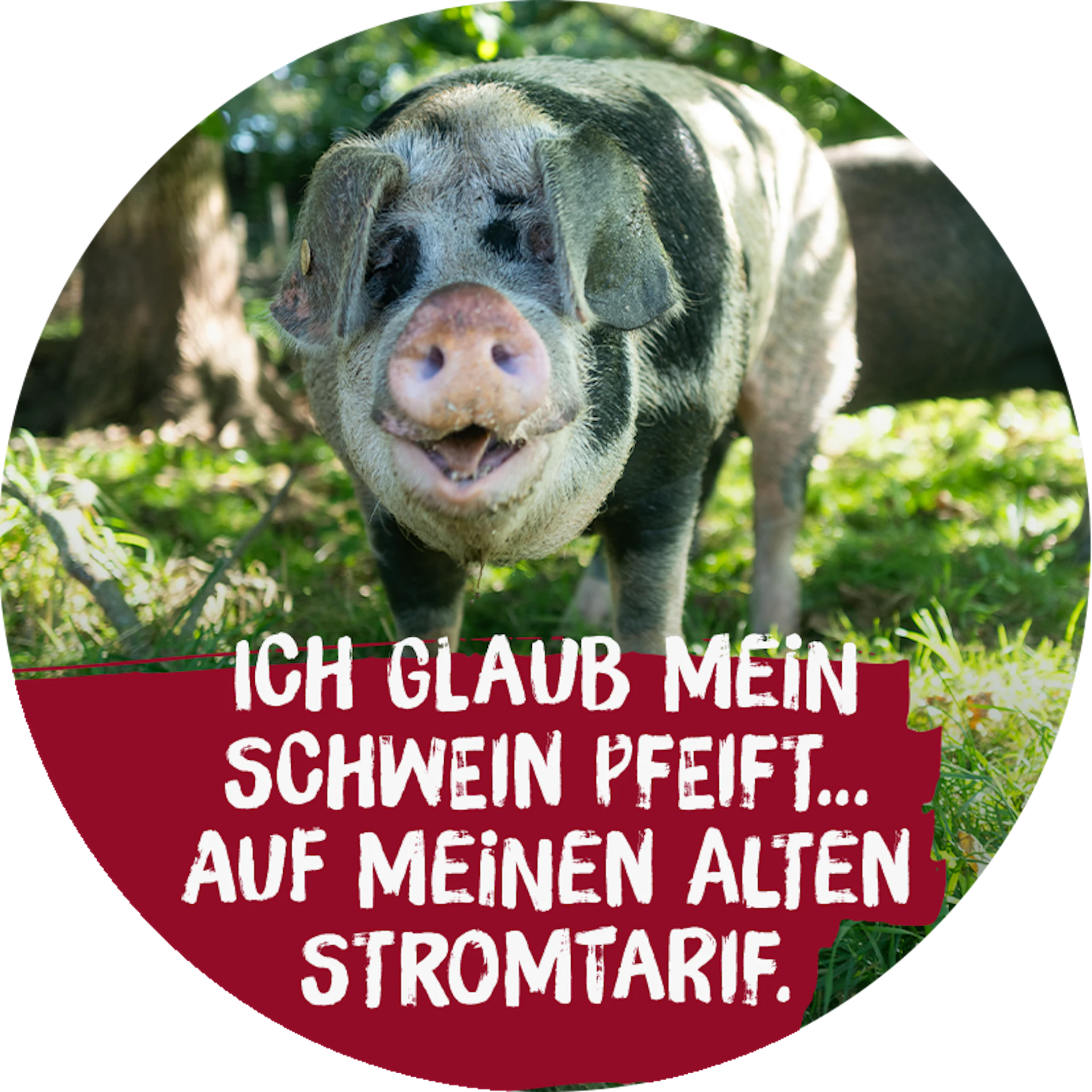 Bild mit Schwein: Ich glaub mein Schwein pfeifft … auf meinen alten Stromtarif
