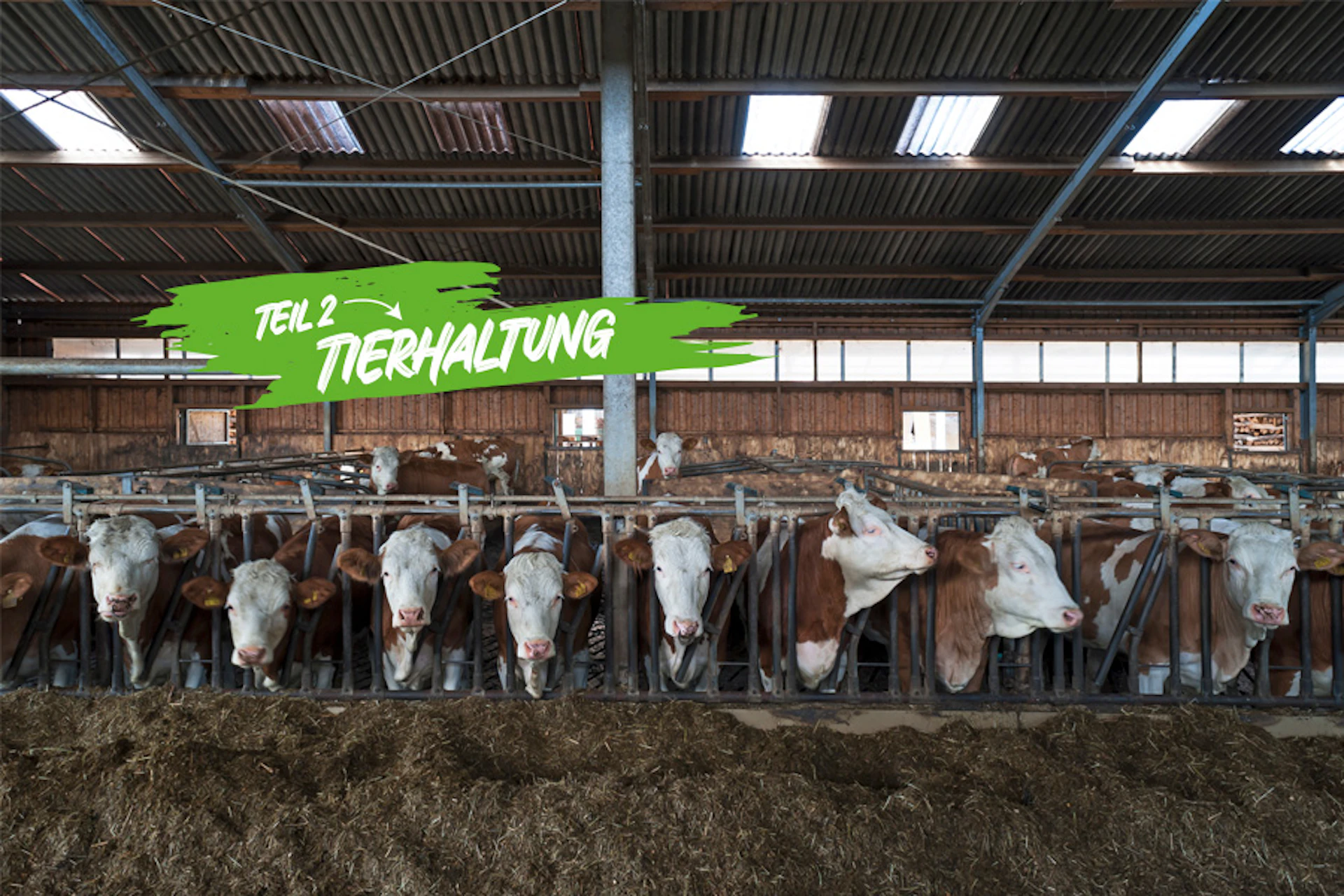 Kühe stehen in einem Kuhstall hinter Metallstreben. In einem grünen Feld steht: Teil 2 Tierhaltung