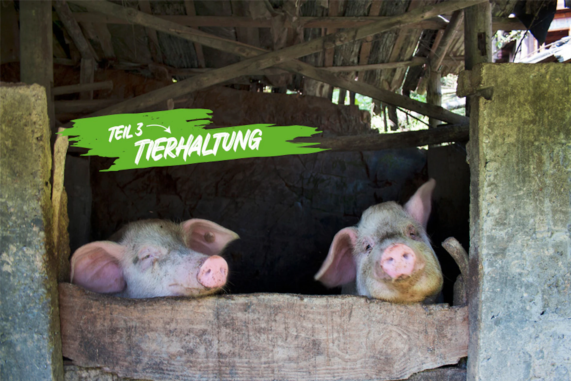 zwei Schweine hinter einem Holzgatter. Oben steh in einem grünen Feld: Teil 3 Tierhaltung