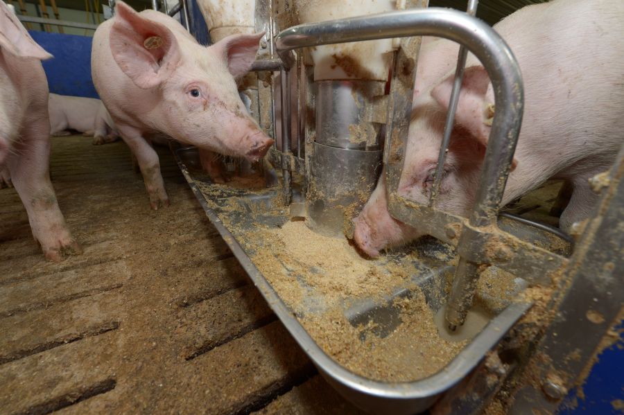 Schweine stehen in einem Stall um einen Futtertrog aus Stahl und fressen. 