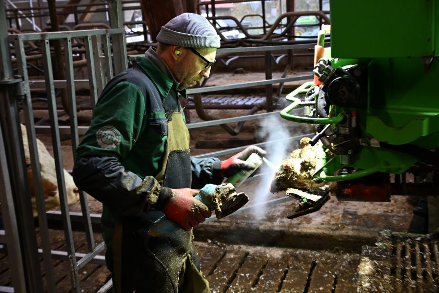 Alex Schewschenko setzt die Flex am fixierten,  rechten Hinterlauf einer Kuh an. 