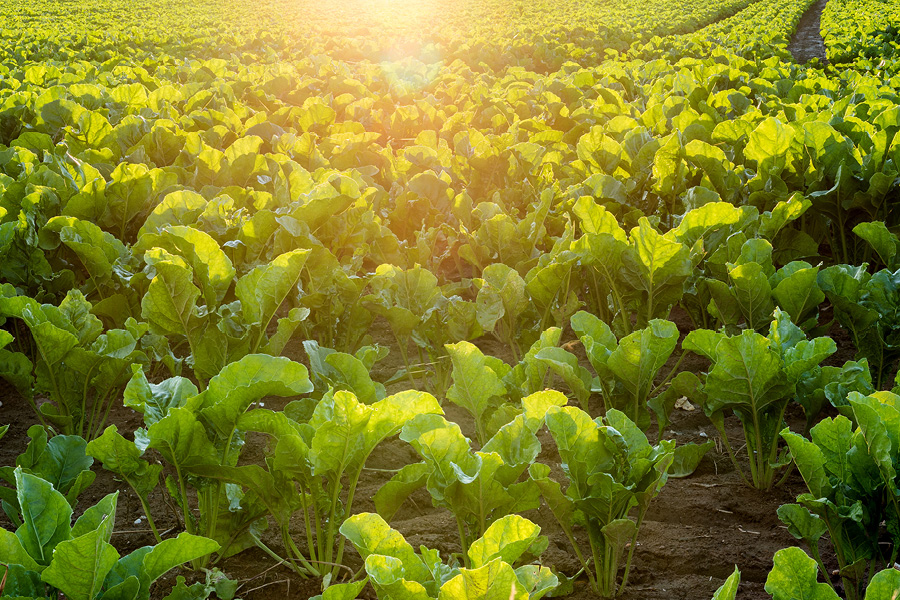 Ein Zuckerrübenfeld im Sonnenschein